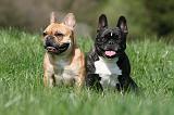 BOULEDOGUE FRANCAIS 993